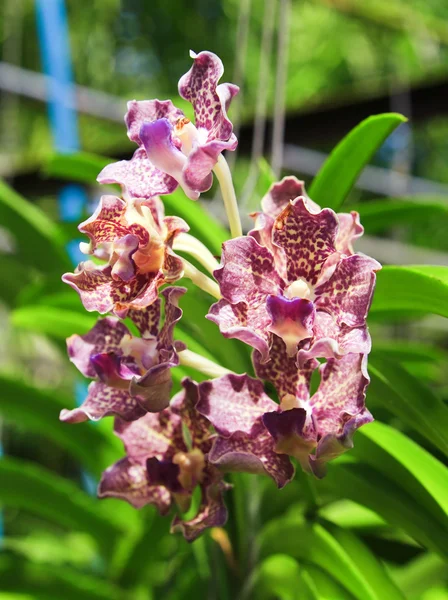 Orquídeas florecientes en un jardín de primavera — Foto de Stock
