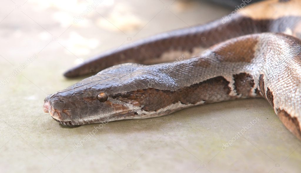 Boa snake, python