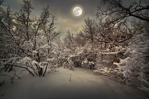 Moonlight night in winter wood — Stock Photo, Image