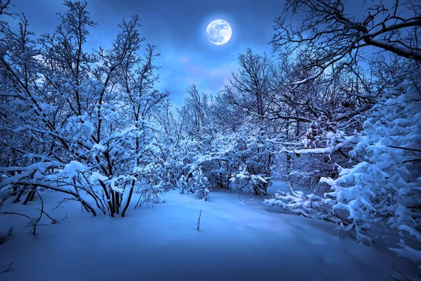 Notte al chiaro di luna in legno invernale Foto Stock