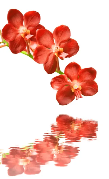 Orquídeas vermelhas em um fundo branco com reflexão — Fotografia de Stock