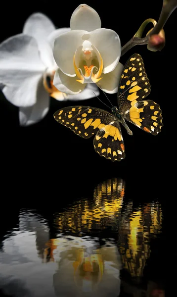 Бабочка на орхидее с отражением в воде — стоковое фото