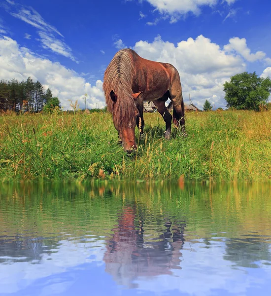 Koń jest wypasanych na brzegu jeziora — Zdjęcie stockowe