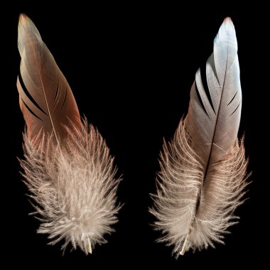 Bird feather or quill clipart
