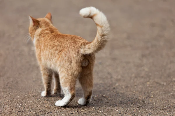 Gato animal — Foto de Stock