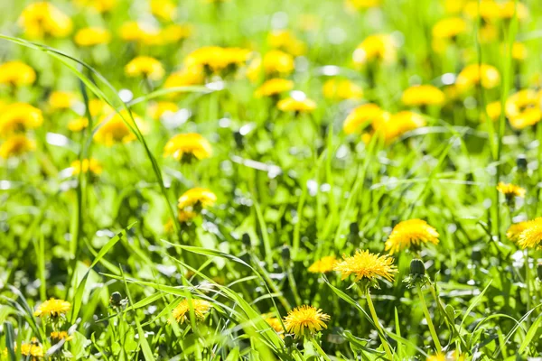 stock image Dandelion flowers in bloom