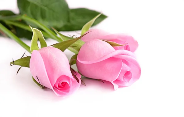 三个粉红玫瑰 — 图库照片