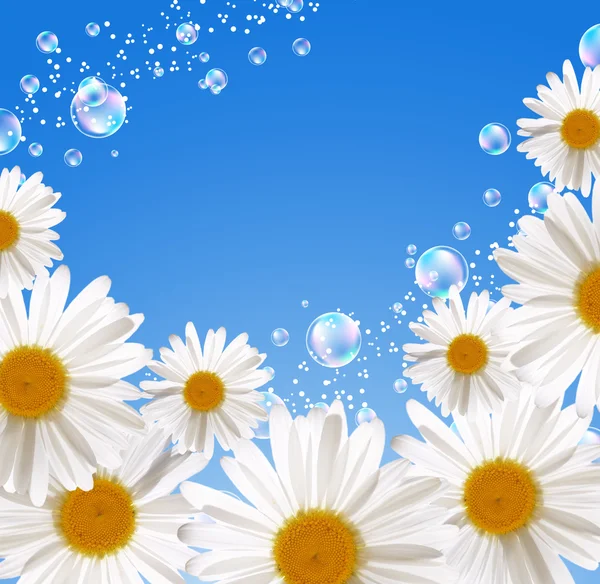 Daisies against the sky — Stock Photo, Image