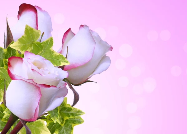 Розы на розовом фоне — стоковое фото