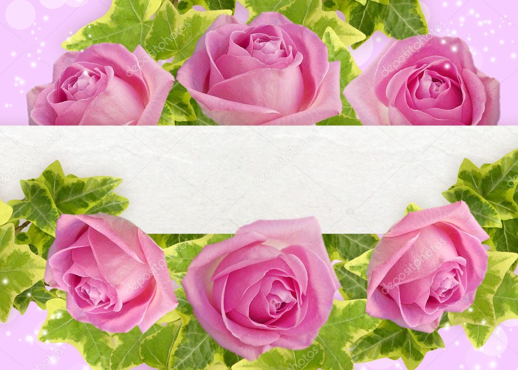 Roses on the pink background