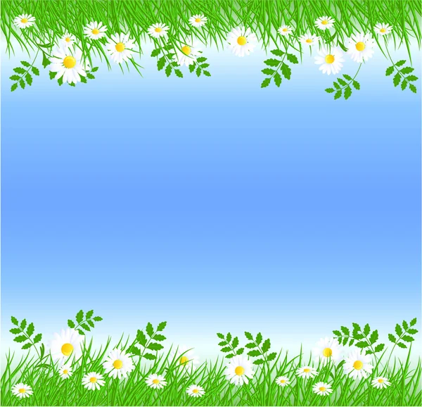 Camomiles yeşil çim ile — Stok Vektör