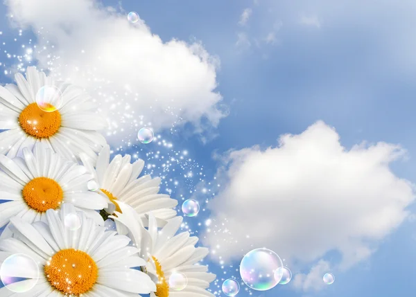 Daisies against the sky — Stock Photo, Image