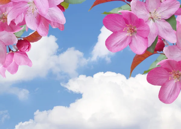 Kirschblüte und Wolken — Stockfoto