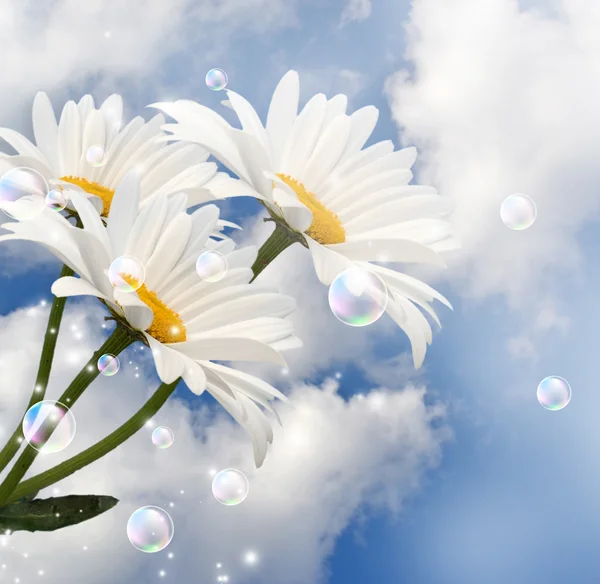 Daisy and clouds — Stock Photo, Image