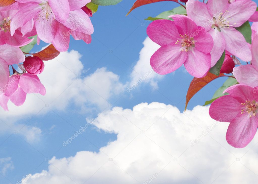 Cherry blossom and clouds