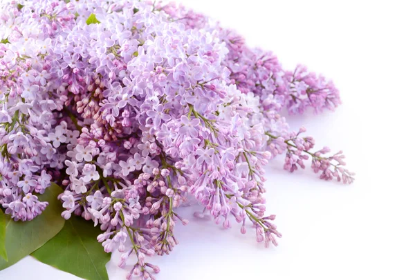 Bunga Lilac — Stok Foto