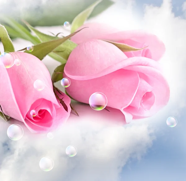 在云端的粉红色玫瑰 — 图库照片#