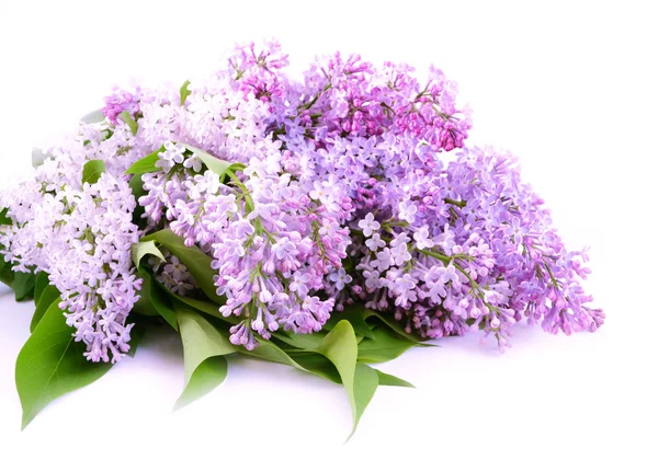 Bunga Lilac — Stok Foto