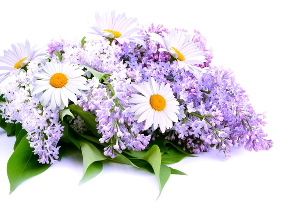Lilac and daisy — Stock Photo, Image