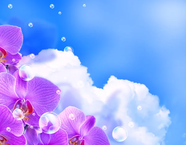 Орхидея и облака — стоковое фото