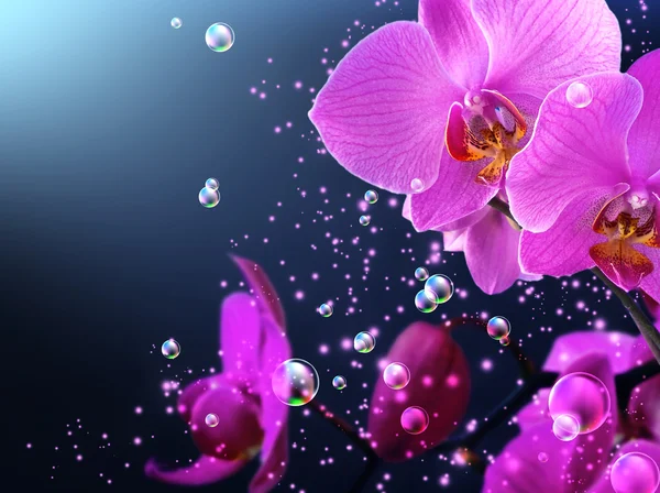 Orchid and butterfly — Stock Photo, Image