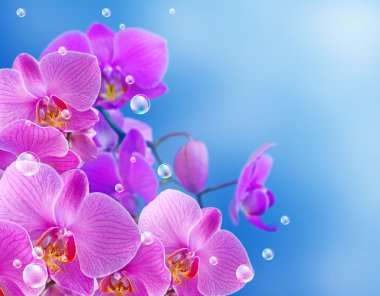 Orchid and bubbles clipart