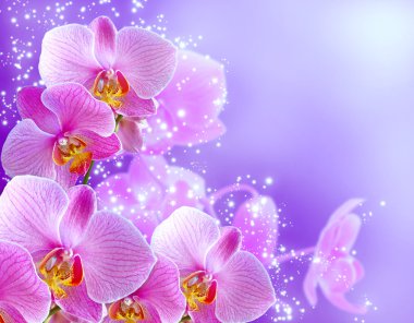 Orchid and stars clipart
