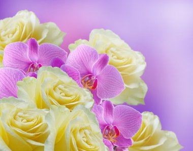 Orchids and roses clipart