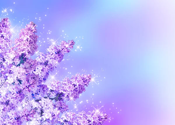 Lilac blossom — Stock Photo, Image