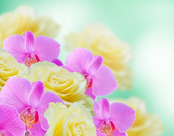 Orchidées et roses — Photo