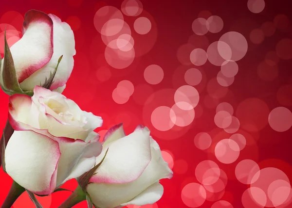 Roses and bokeh — Stock Photo, Image