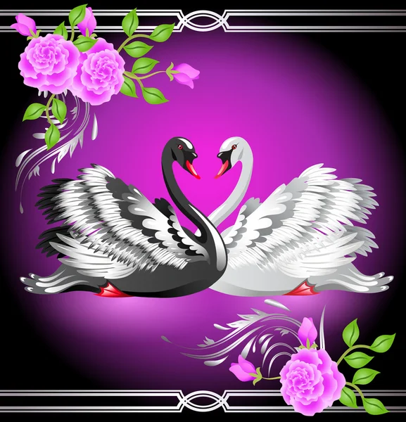 White and black swan and roses — Stock Vector