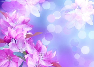 Cherry blossom clipart