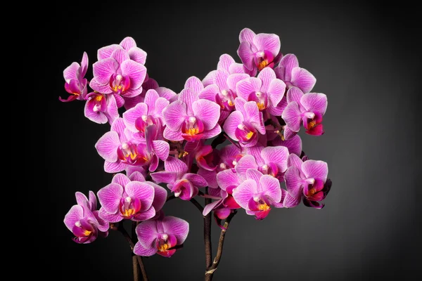 Orkide arka plan — Stok fotoğraf