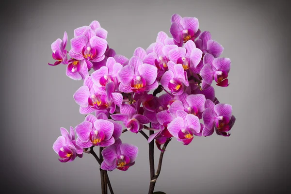 Orchidej květina — Stock fotografie