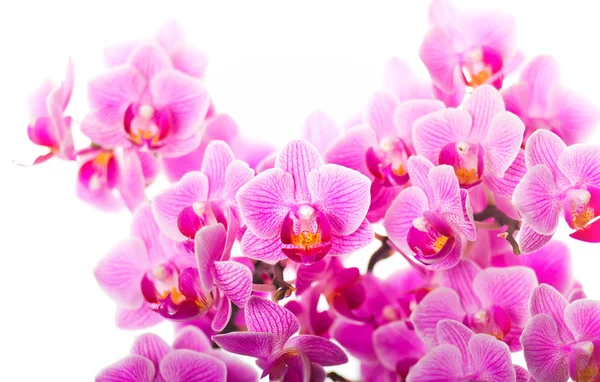 Orkidé bakgrund — Stockfoto