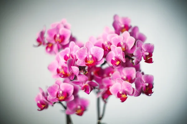Orchid achtergrond — Stockfoto