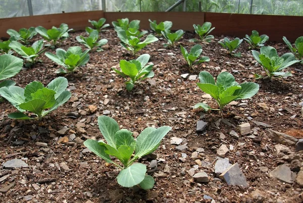 Jardim de legumes em solo rochoso — Fotografia de Stock