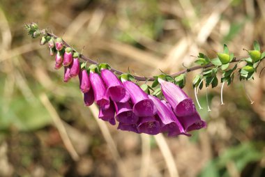 Flowers of the Foxglove clipart