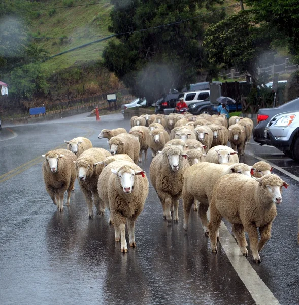 Moutons marchant sous la pluie — Photo