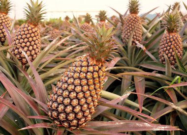 Large Pineapple Fruits clipart