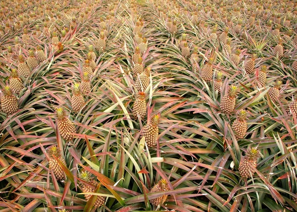 Pole z ananasów — Zdjęcie stockowe