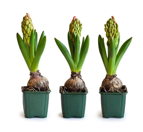Three pink hyacinth in garden pots — Stock Photo, Image