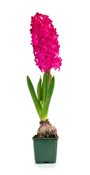 Vacker rosa hyacint — Stockfoto