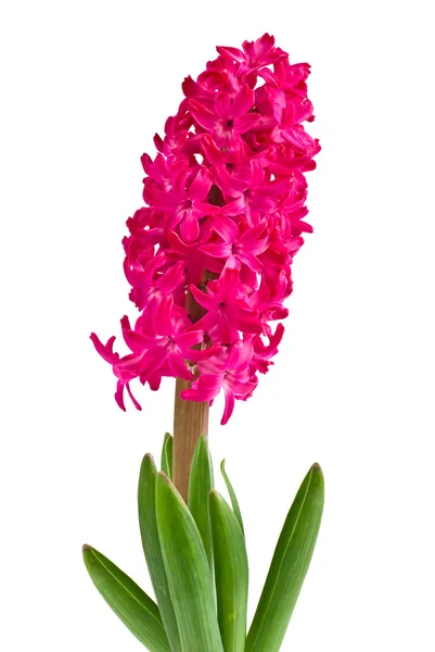Vacker rosa hyacint — Stockfoto