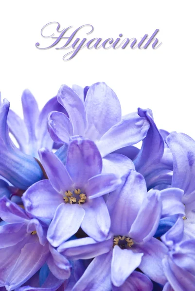 Hidacinto azul — Fotografia de Stock