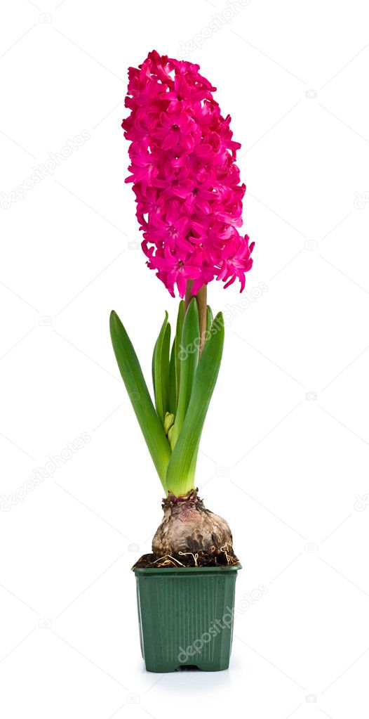 Beautiful pink hyacinth