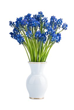 Muscari flowers in vase clipart