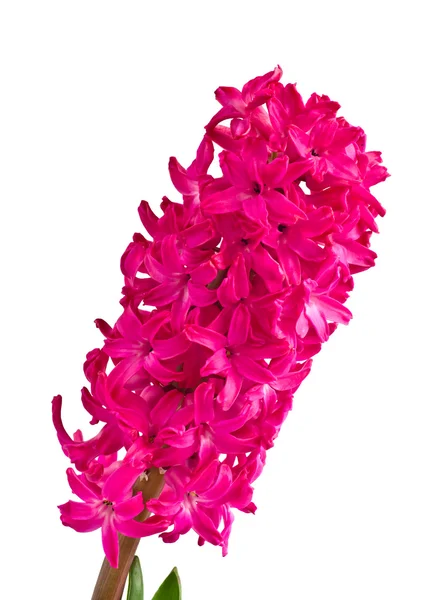 Mooie roze hyacint — Stockfoto