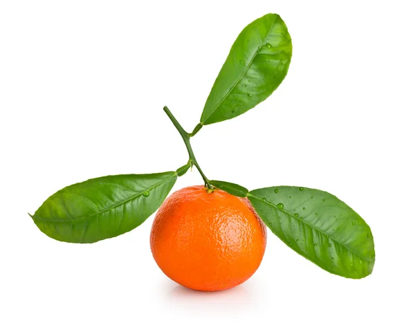 用树叶成熟橘 — 图库照片